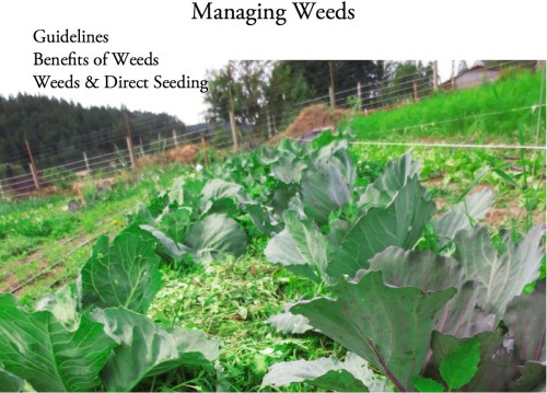 managing weeds cover