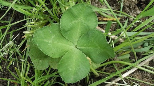 fourleafclover