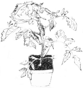 tomato_plant