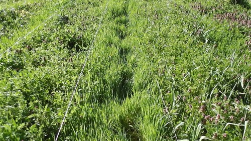 covercrops rye in paths