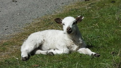 lamb