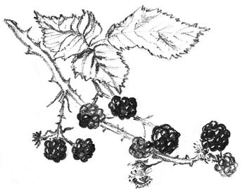 blackberry drawing