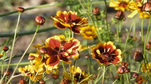 coreopsis