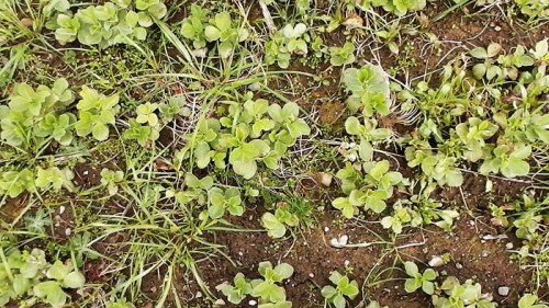 fava seedlings