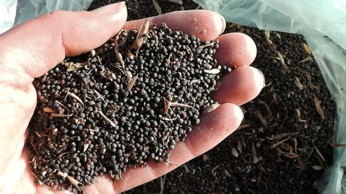kale seeds in hand