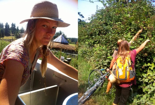 kirsten blackberries