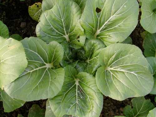 SAMSUNG DIGITAL CAMERA