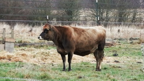 rosecow