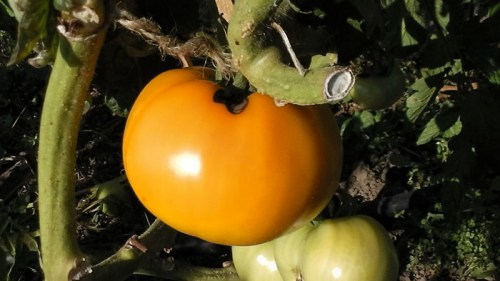 tomato on vine