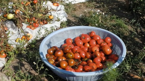 tomatoes in field