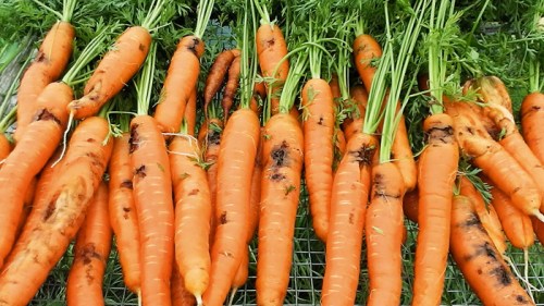carrot damage