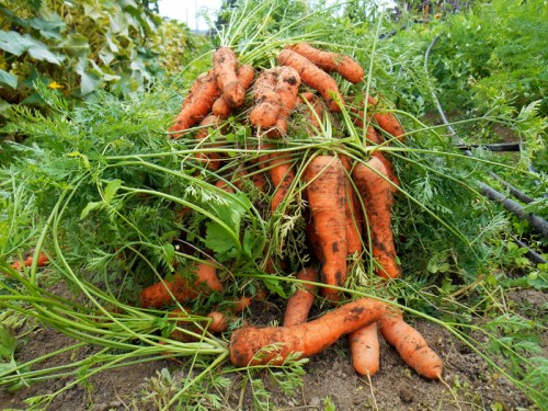 carrots harvested