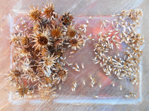 cornflower seeds