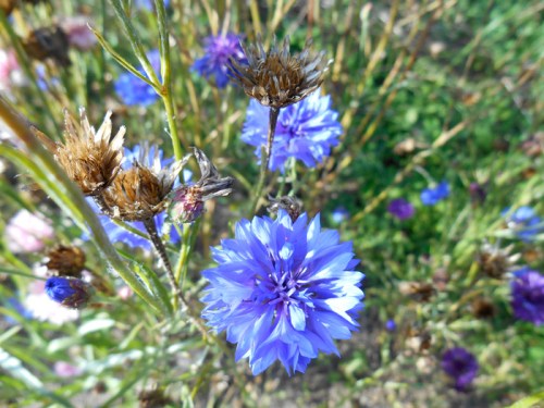 cornflowers