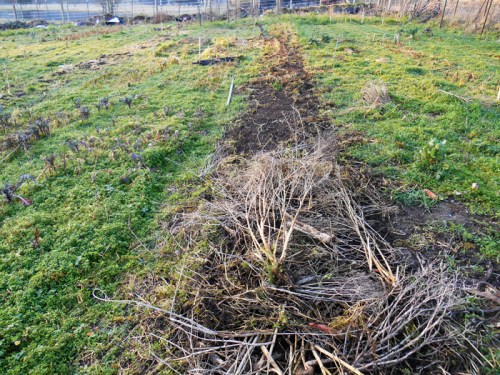 mulch on bed