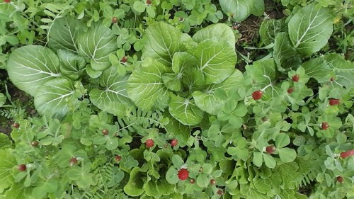 pac choi transplants