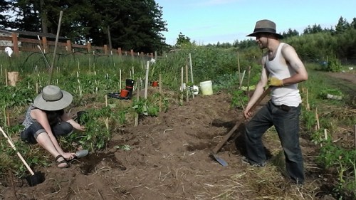 planting tomatoes