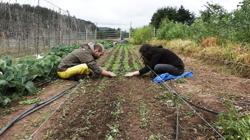 weeding carrots